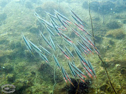 Image of snipefishes and shrimpfishes