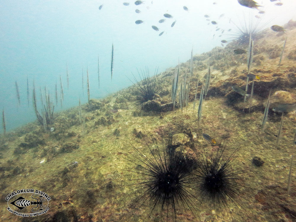 Image of snipefishes and shrimpfishes