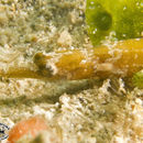 Image of Brown-banded Pipefish