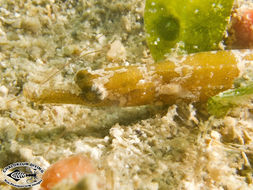 Image of Brown-banded Pipefish