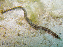 Image of Brown-banded Pipefish