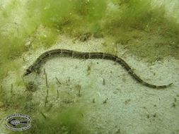 Image of Brown-banded Pipefish