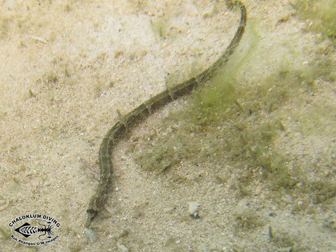 Image of Brown-banded Pipefish