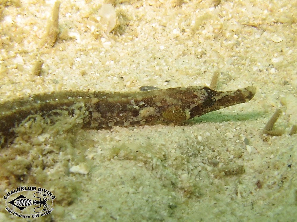 Image of Brown-banded Pipefish