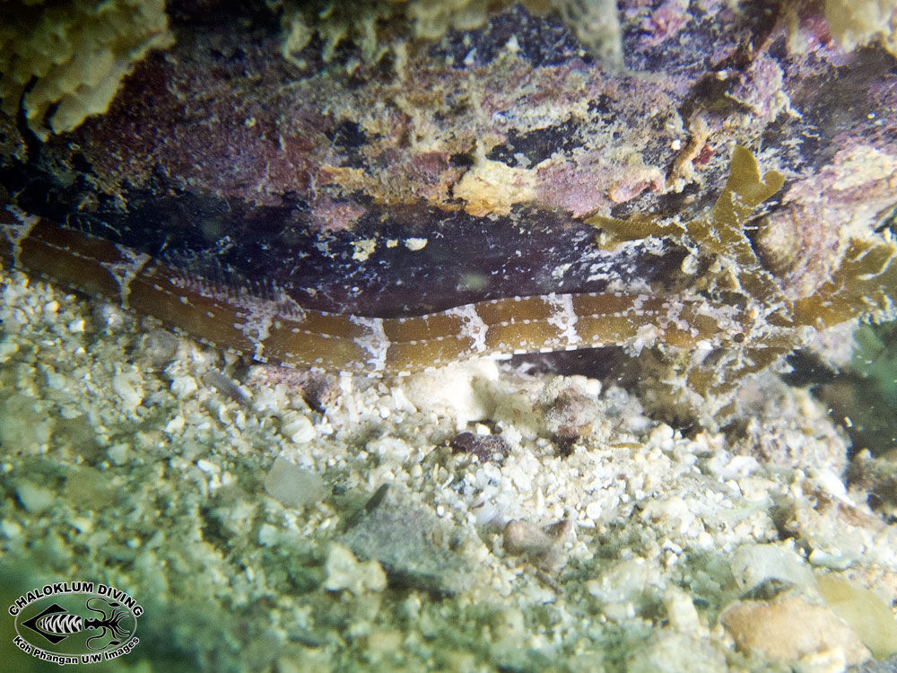 Image of Brown-banded Pipefish