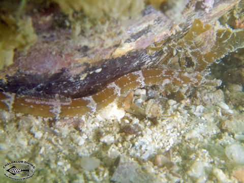 Image of Brown-banded Pipefish