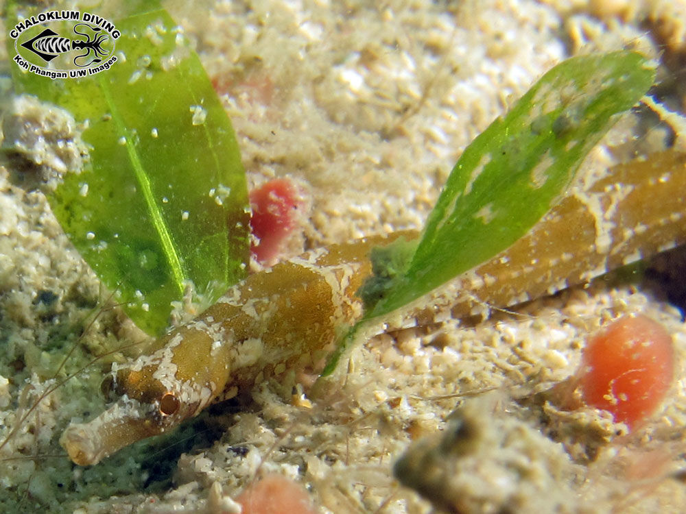 Image of Brown-banded Pipefish