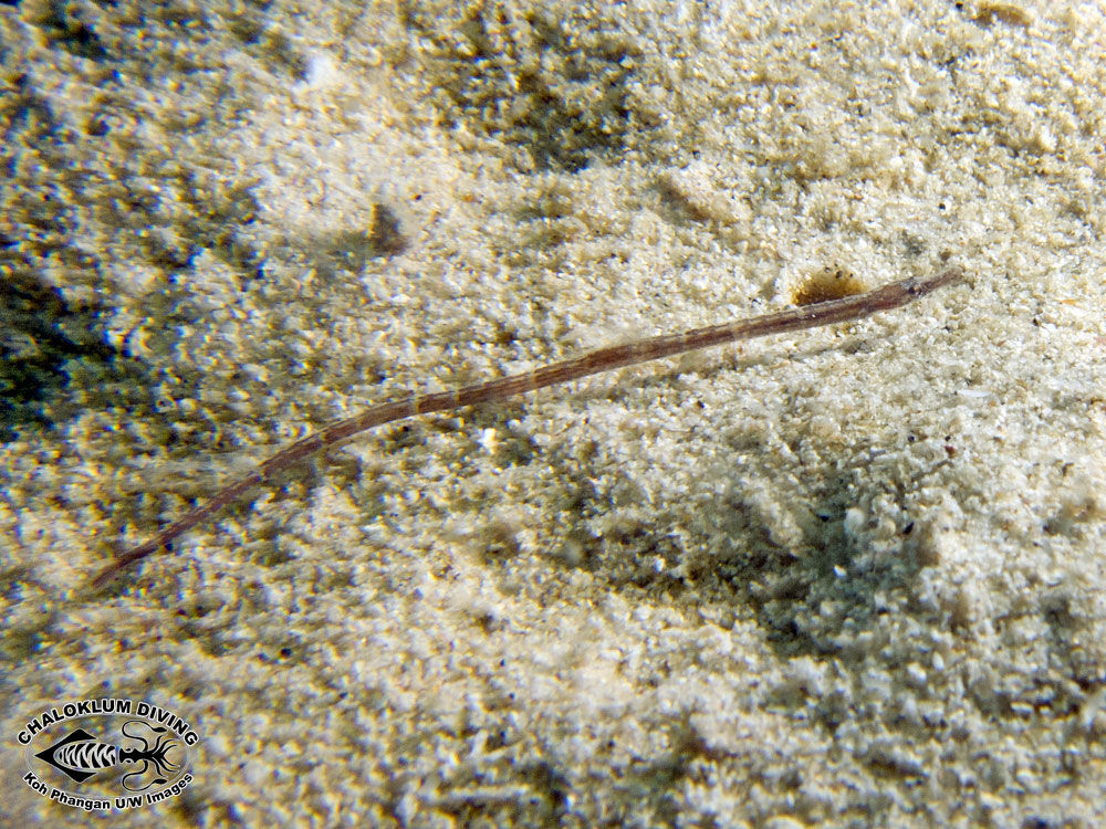 Image of Brown-banded Pipefish