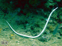 Image of Bend stick pipefish