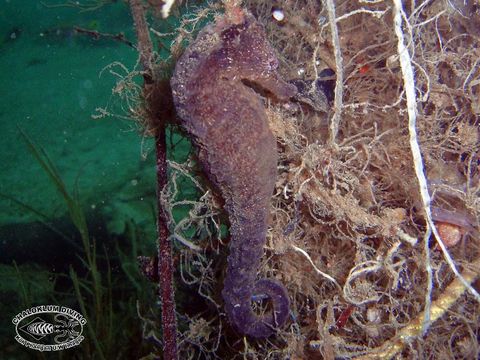 Image of seahorses