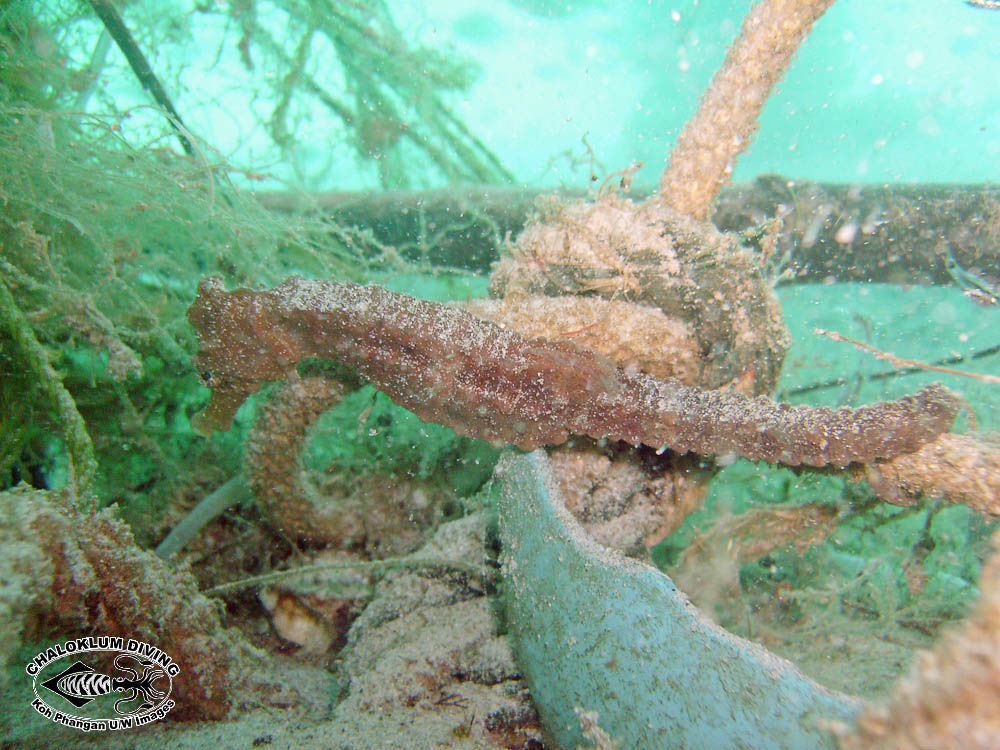 Image of seahorses