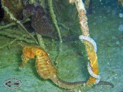 Image of seahorses