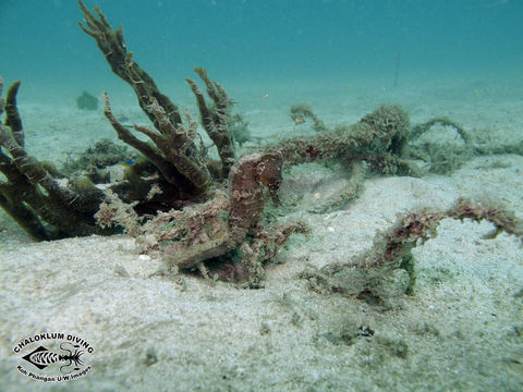 Image of seahorses