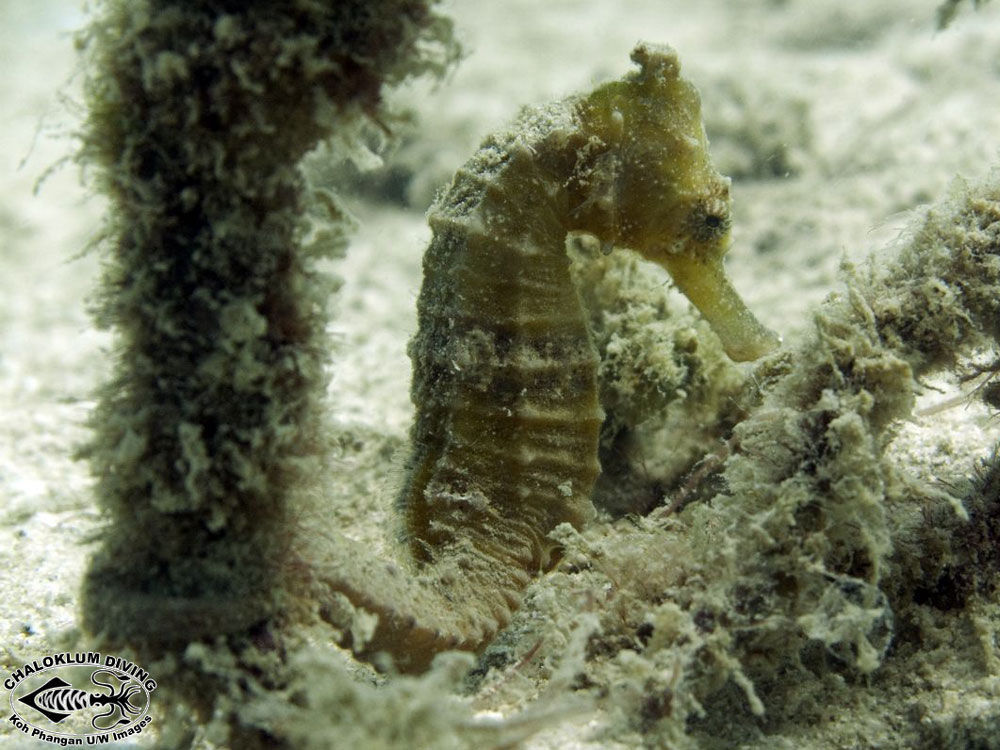 Image of seahorses