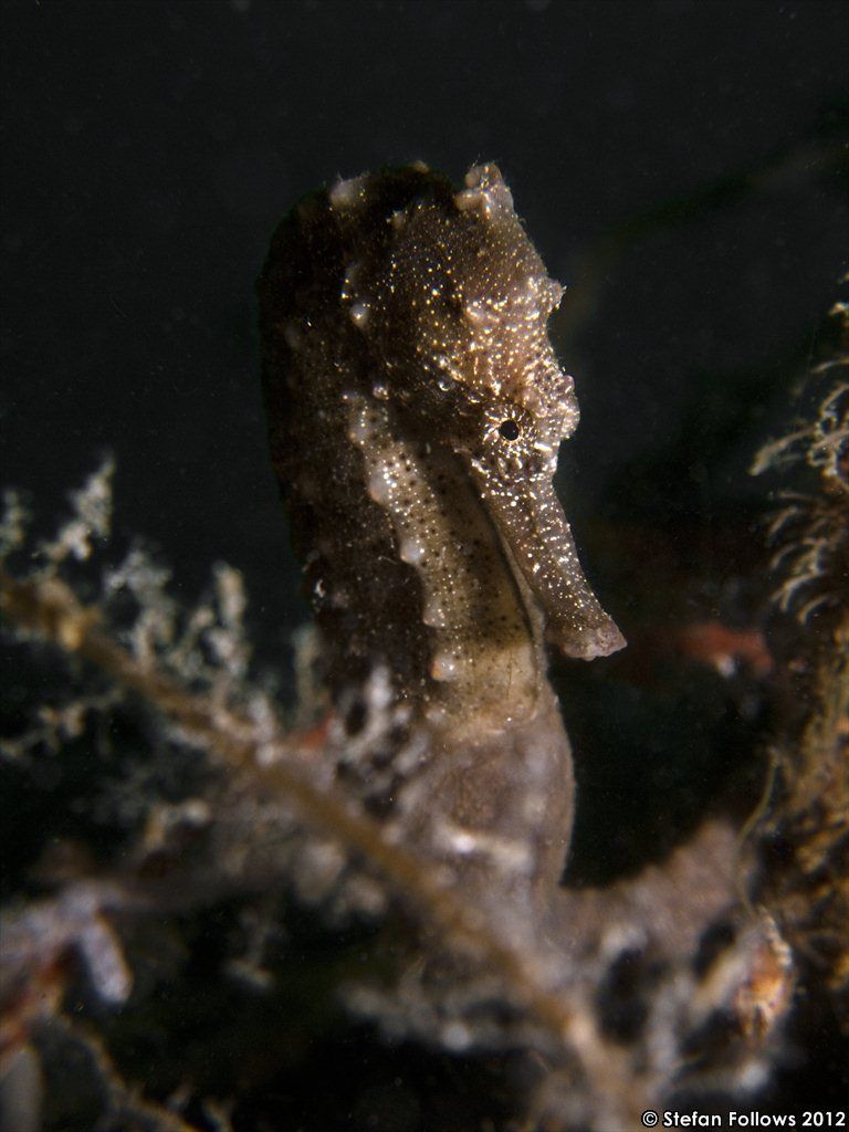 Image of seahorses