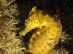 Image of seahorses