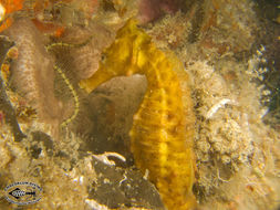 Image of seahorses