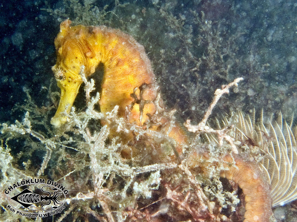 Image of seahorses