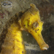 Image of seahorses