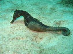 Image of seahorses