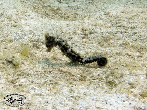 Image of seahorses