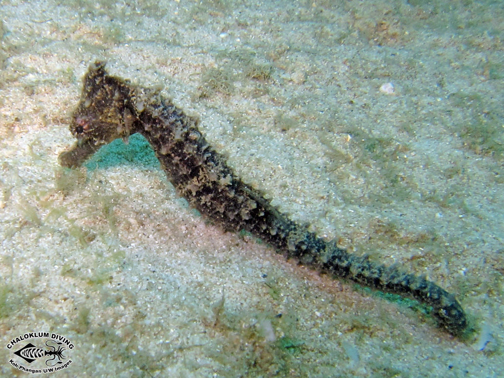 Image of seahorses