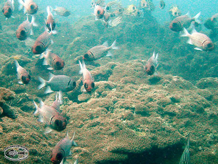 Image of squirrelfishes