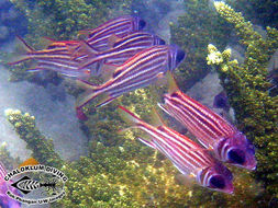 Image of squirrelfishes