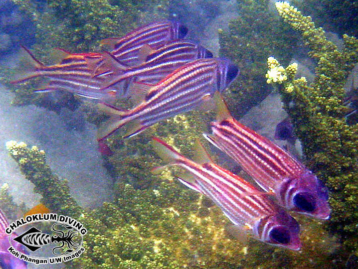 Image of squirrelfishes