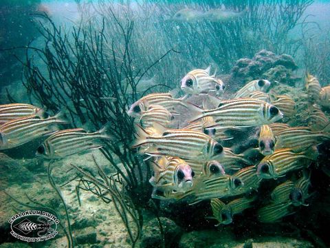 Image of squirrelfishes