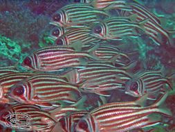 Image of squirrelfishes
