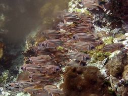 Image of squirrelfishes