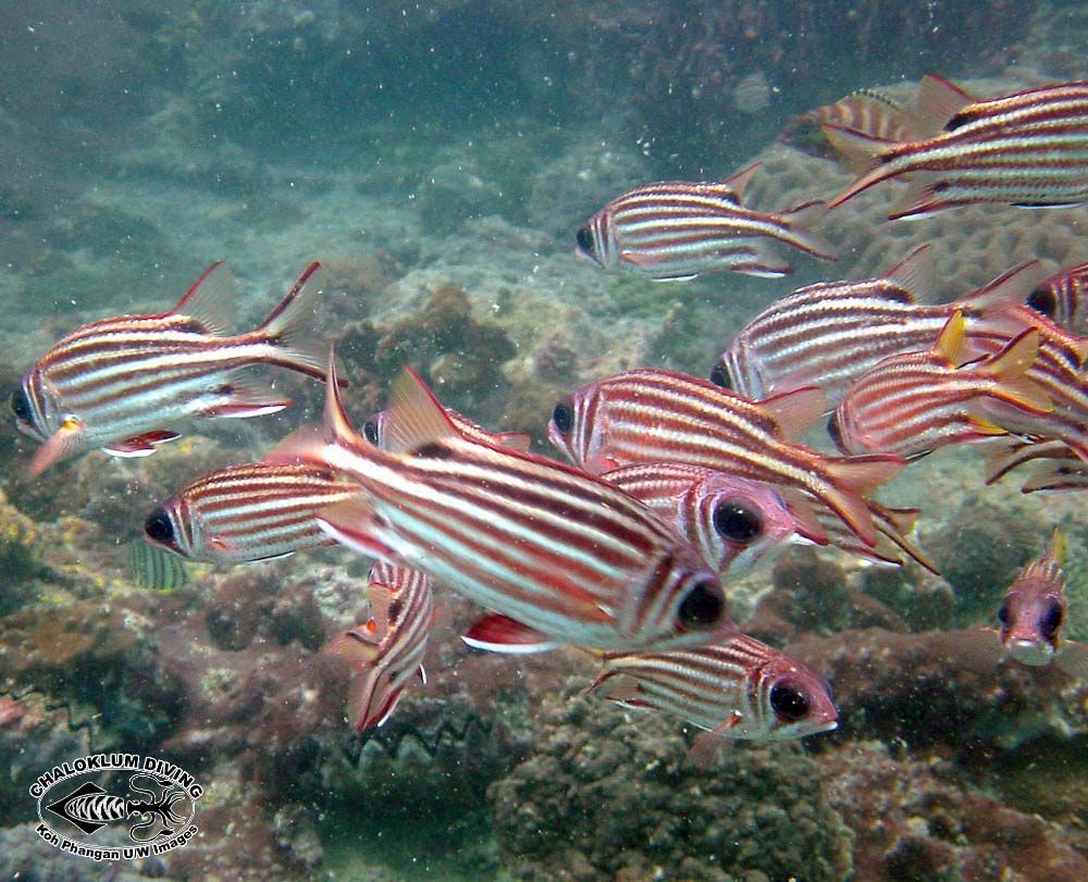 Image of squirrelfishes