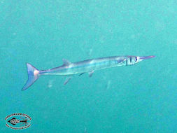 Image of needlefishes