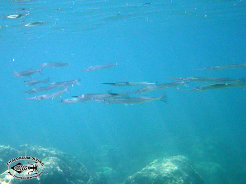 Image of needlefishes