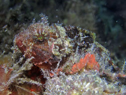 Image of Smallscale scorpionfish