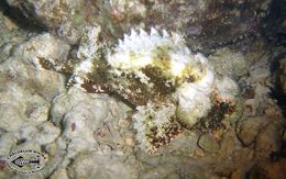 Image of Smallscale scorpionfish