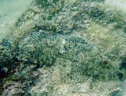 Image of Smallscale scorpionfish