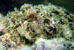 Image of Smallscale scorpionfish