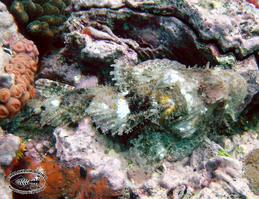 Image of Smallscale scorpionfish