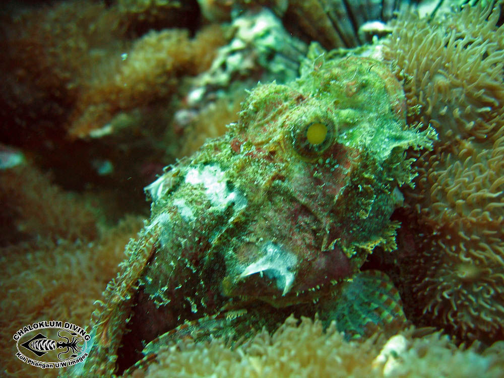 Image of Smallscale scorpionfish