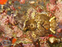 Image of Smallscale scorpionfish