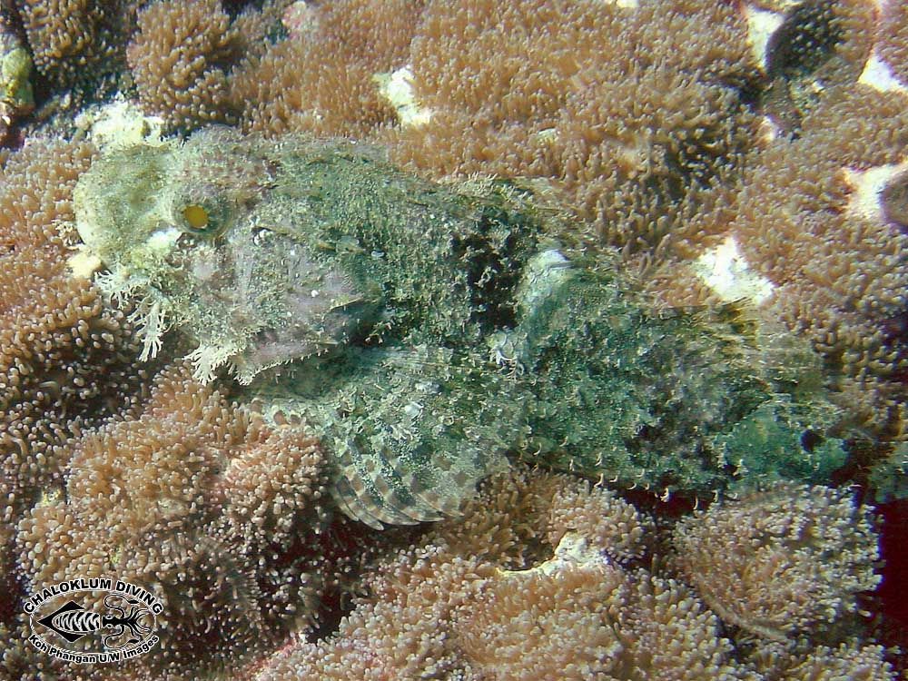 Image of Smallscale scorpionfish