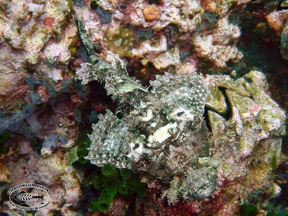 Image of Smallscale scorpionfish