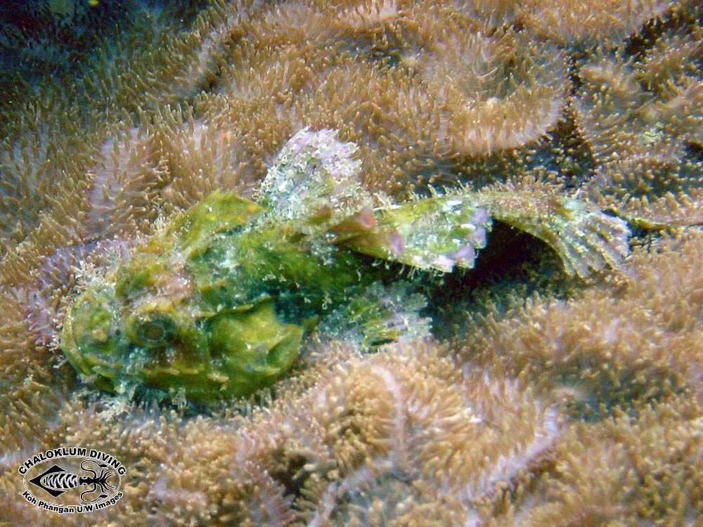 Image of Smallscale scorpionfish