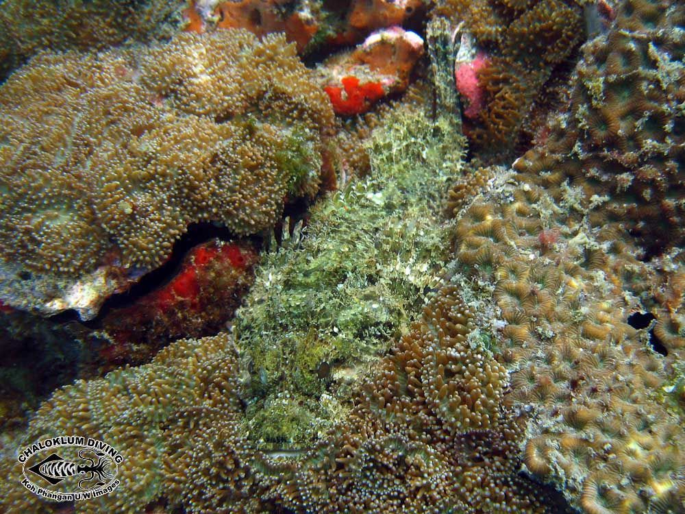 Image of Smallscale scorpionfish