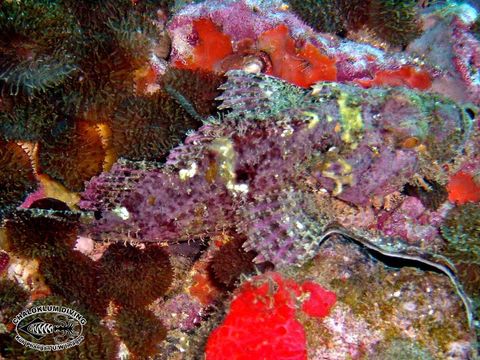 Image of Smallscale scorpionfish