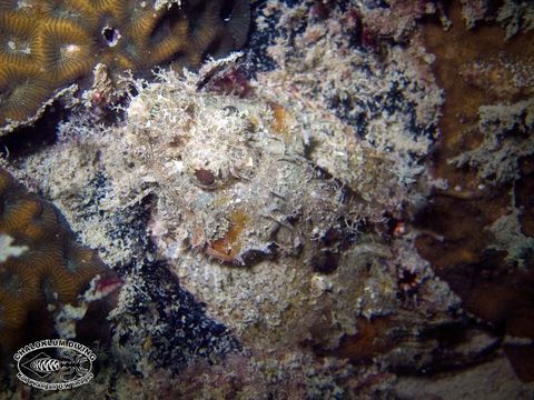 Image of Smallscale scorpionfish