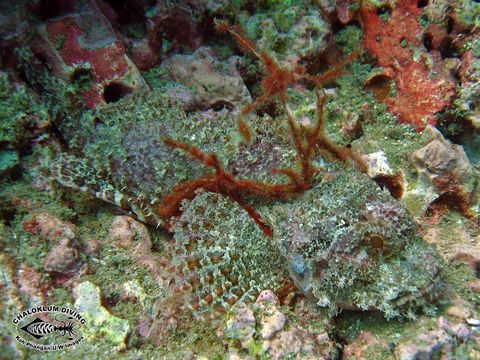 Image of Smallscale scorpionfish