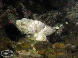 Image of Devil scorpionfish